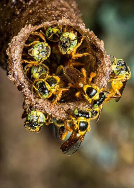 Bee Tetragonisca Angustula Kolonii Makro Zdjęcie Bee Jatai Tetragonisca Angustula — Zdjęcie stockowe