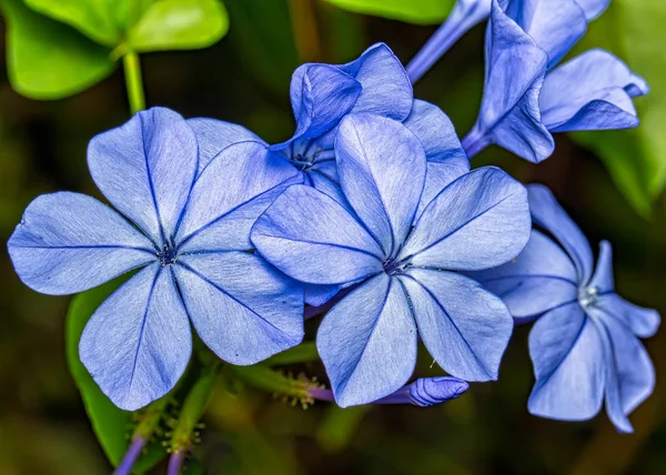 Çiçek Plumbago auriculata mavi - Mavi Çiçek Buketplumbago auriculata ayrıntılı olarak