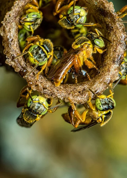 arı Tetragonisca angustula kolonimakro fotoğraf - Arı Jatai / Tetragonisca angustula