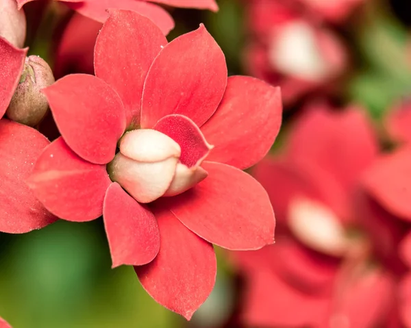 花园里红花卡兰乔的细节 — 图库照片