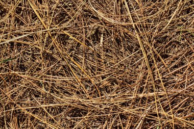 Sabah ın erken saatlerinde kurutulmuş çam iğneleri ile kaplı zemin