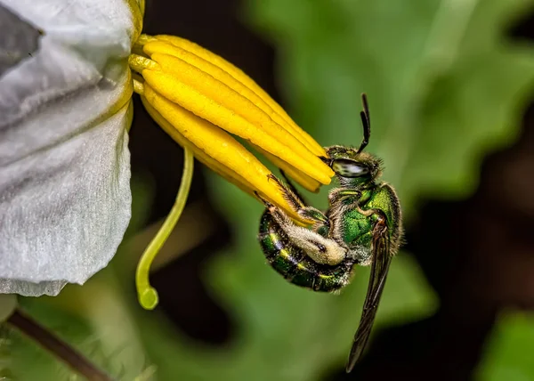 Abeille Verte Euglossa Pollinisation Fleur Blanche Avec Étamines Jaunes Macro — Photo