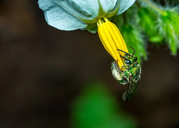 Yeşil arı Euglossa sp sarı stamens makro fotoğrafçılık os doğa ile beyaz çiçek tozlaşma