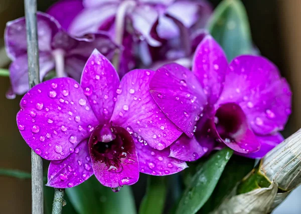 丁香丁香紫兰 花束兰花丁香丁香与水滴在花瓣在花园里 — 图库照片