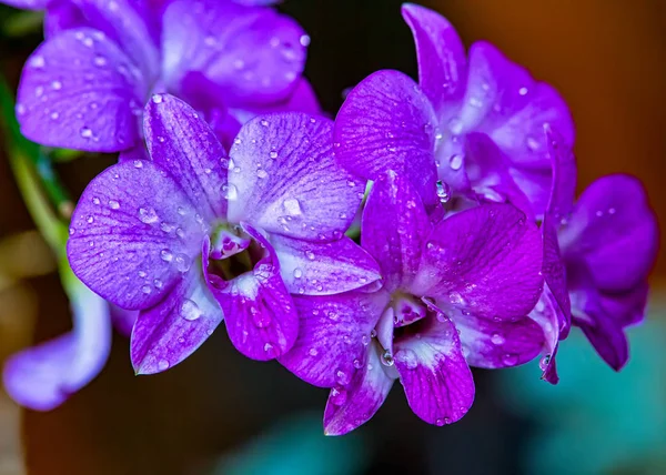 Dendrobium leylak orkide, bahçede yaprakları su damlacıkları ile orkide çiçek Dendrobium leylak buketi