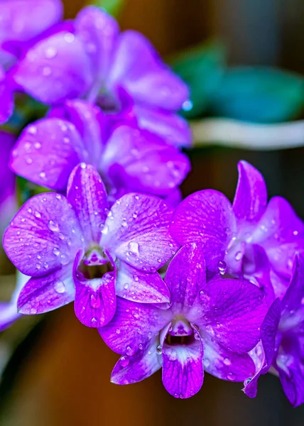 丁香丁香紫兰 花束兰花丁香丁香与水滴在花瓣在花园里 — 图库照片