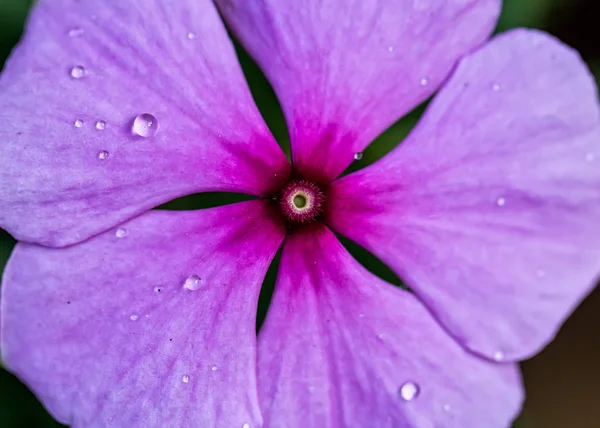 Çiçek Catharanthus doğa yaprakları makro fotoğrafçılık su damlaları ile pembe gül