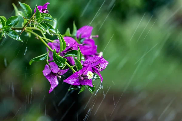 Bougainvillea çiçek dalı hareket bahçede yağmur damlaları neden