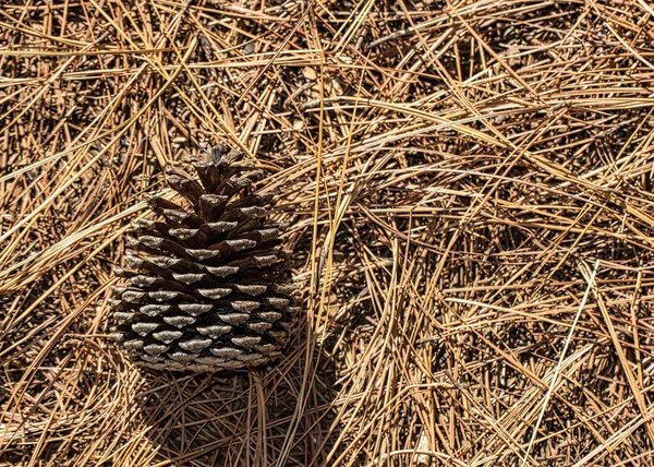 Pine cone on dried pine needles in the early morning light