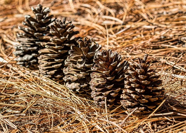 Pine cones on dried pine needles in the early morning light