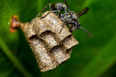 Bir yaprağın üzerinde wasp yapı yuvası, doğanın makro fotoğrafçılık