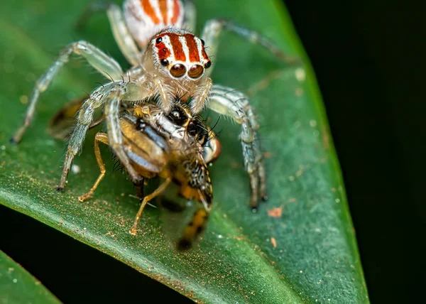 Springende Spinne Salticidae Auf Blatt Mit Fliege Auf Ihren Stoßzähnen — Stockfoto