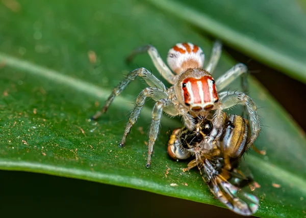 Springende Spinne Salticidae Auf Blatt Mit Fliege Auf Ihren Stoßzähnen — Stockfoto