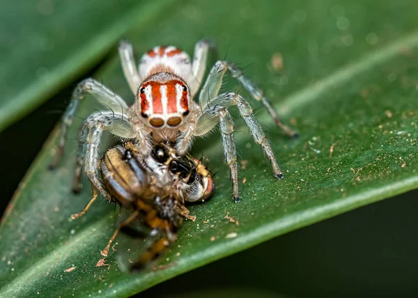 G1 - Macaco-aranha-de-cara-vermelha - notícias em Fauna