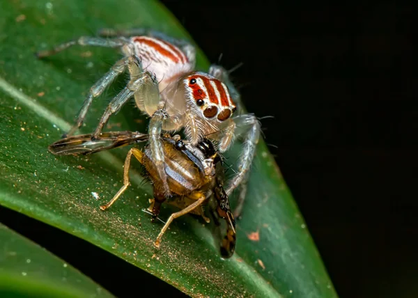 Springende Spinne Salticidae Auf Blatt Mit Fliege Auf Ihren Stoßzähnen — Stockfoto