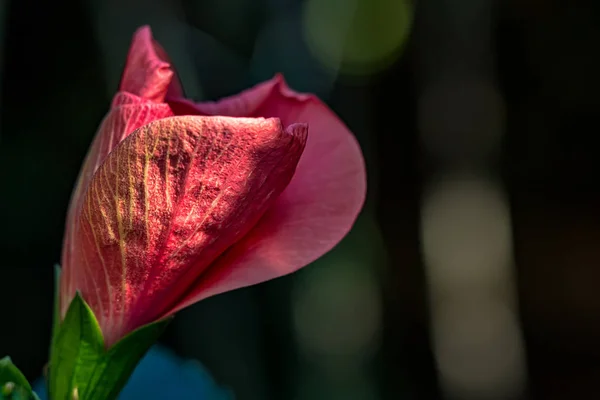 Knospe Der Hibiskusblume Die Bei Sonnenaufgang Unter Sonnenlicht Blüht Makrofotografie — Stockfoto