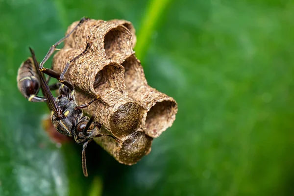 Bir yaprağın üzerinde wasp yapı yuvası, doğanın makro fotoğrafçılık