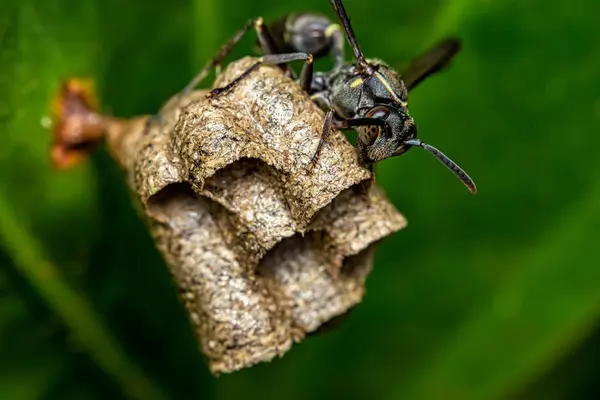 Wasp Stavební Hnízdo Listě Makro Přírody — Stock fotografie