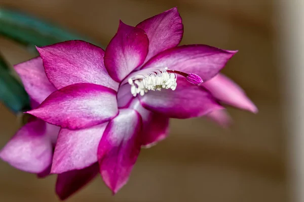 斯伦贝谢拉 截流塔 粉红色和白色在花园详细 — 图库照片