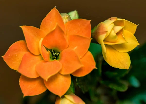 Detail Der Orangenblüte Kalanchoe Garten — Stockfoto