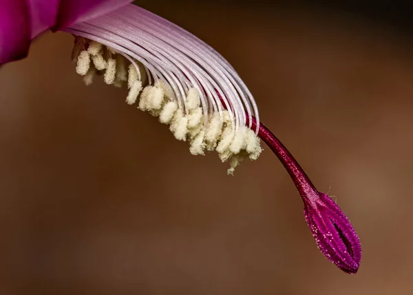 Blume Schlumbergera Truncata Details Staubgefäßen Und Stempel Der Blume Schlumbergera — Stockfoto