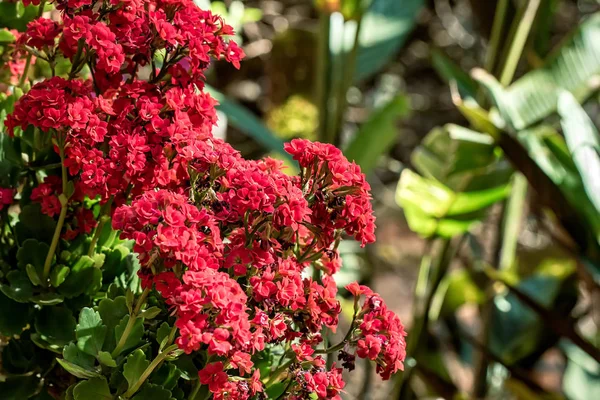 Bahçede saksıda kalanchoe Çiçek kırmızı renk buket