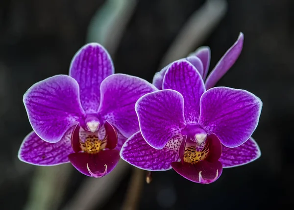 丁香丁香紫兰 一对兰花丁香丁香在花园里 — 图库照片