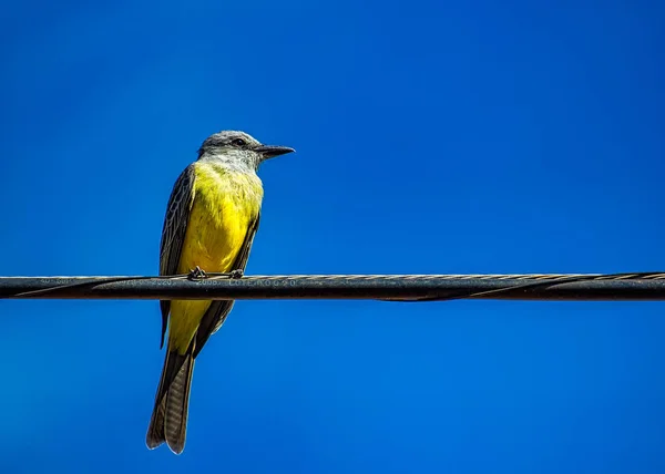 Finch Suriri - Tyrannus melancholicus kuş - arka planda mavi gökyüzü ile açık tel üzerinde
