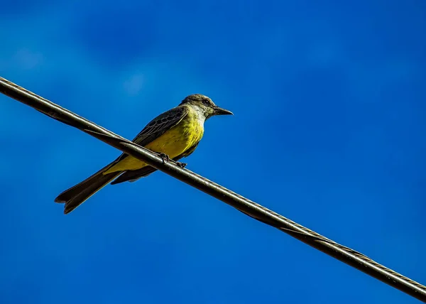 Finch Suriri Tyrannus Melancholicus Bird Sur Fil Clair Avec Ciel — Photo