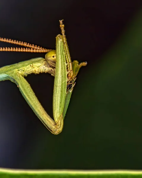 Praying Mantis Folha Fecham Foto Foto Macro Praying Mantis — Fotografia de Stock