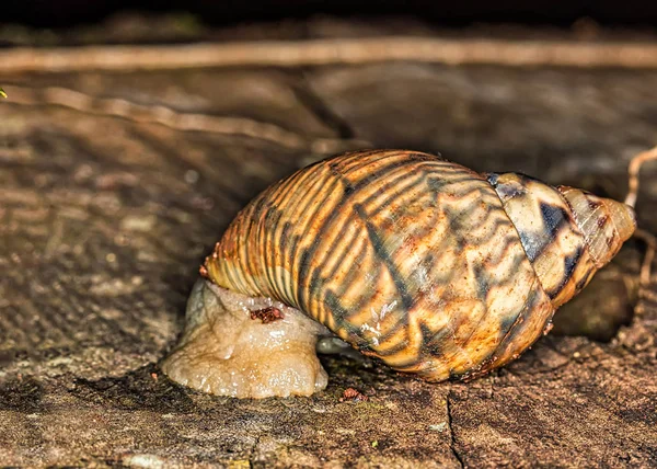 Snail Shell Trunk Extreme Closeup Photo Macro Photo Snail Trunk — Stock Photo, Image