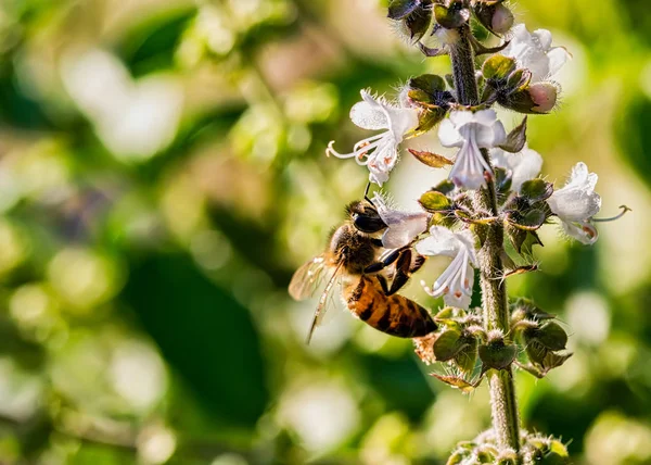 Abeille Pollinisateur Fleur Basilic Extrême Gros Plan Abeille Pollinisateur Fleur — Photo