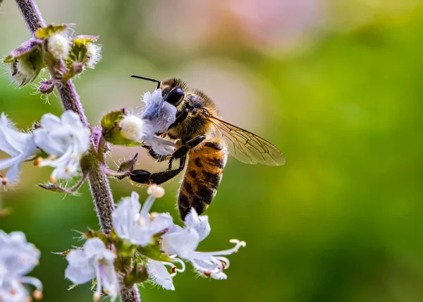 Abeille Pollinisateur Fleur Basilic Extrême Gros Plan Abeille Pollinisateur Fleur — Photo