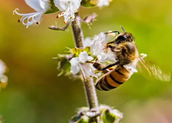 Včela Opylující Bazalka Extrémní Blízkina — Stock fotografie