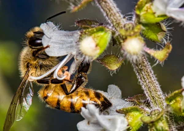 Abeille Pollinisateur Fleur Basilic Extrême Gros Plan Abeille Pollinisateur Fleur — Photo