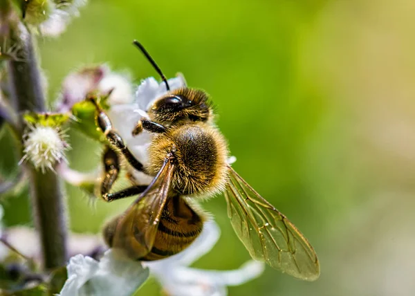 Včela Opylující Bazalka Extrémní Blízkina — Stock fotografie