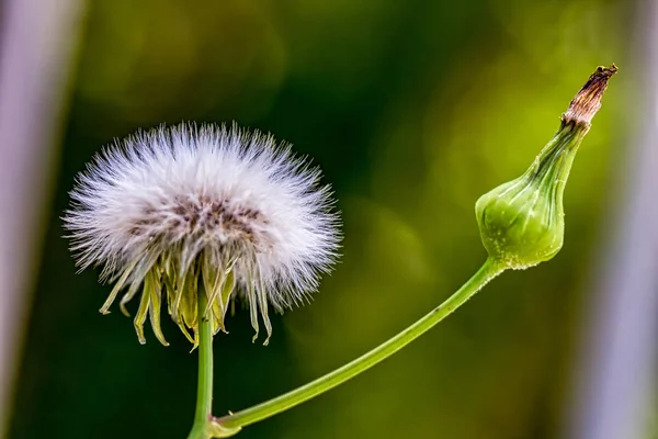Karahindiba yakın plan - Taraxacum detayı