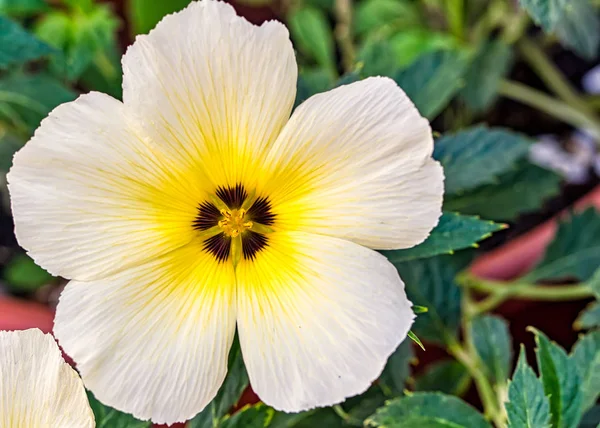 Çiçek beyaz, sarı ve mor Turnera ulmifolia çekirdek detay