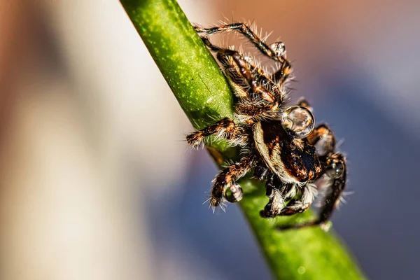 Araignée Sauteuse Avec Goutte Eau Sur Tête — Photo