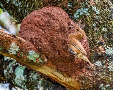 Rufous Hornero brazilian bird - Joao-de-barro brazilian bird on the nest door with insects in the beak clipart