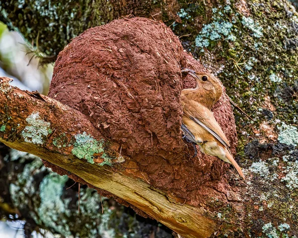 Rufous Hornero brazilian bird - Joao-de-barro brazilian bird on the nest door with insects in the beak