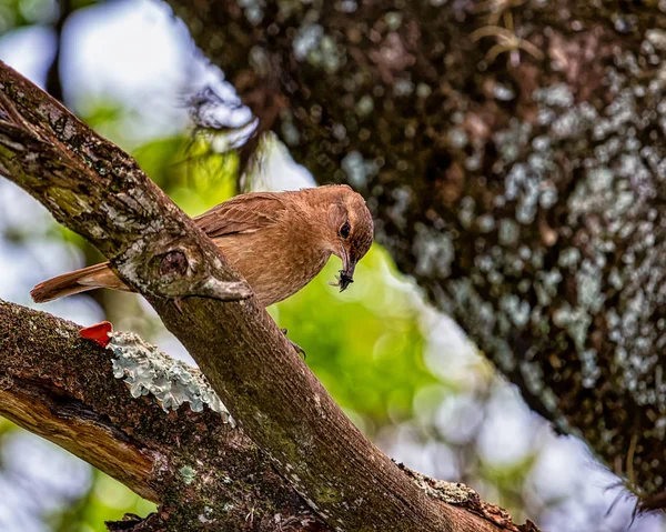 Rufous Hornero brazilian bird - Joao-de-barro brazilian bird on the branch with insects in the beak