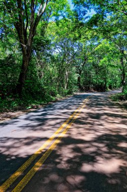 So Simo ağaçlar arasında Cruzeiro tepe yolu, So Paulo, Brezilya