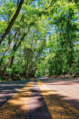 So Simo ağaçlar arasında Cruzeiro tepe yolu, So Paulo, Brezilya