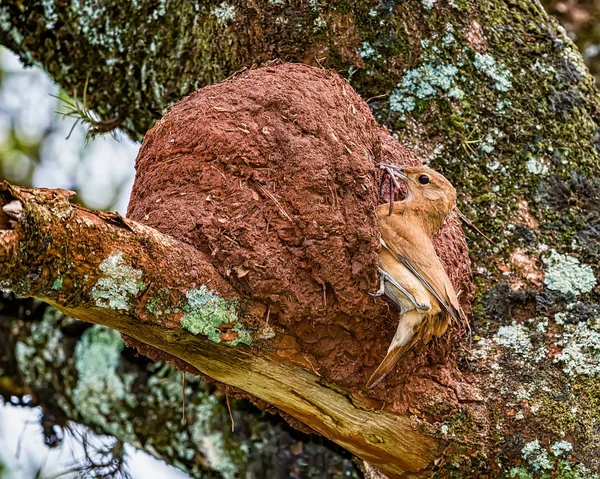 Rufous Hornero brezilyalı kuş - Gaga böceklerile yuva kapıda Joao-de-barro Brezilya kuşu