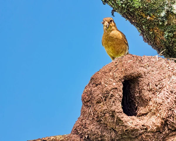 Rufous Hornero brezilyalı kuş - Gaga böcekler ile yuvada Joao-de-barro Brezilya kuşu