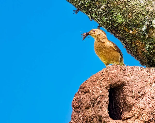 Rufous Hornero brezilyalı kuş - Gaga böcekler ile yuvada Joao-de-barro Brezilya kuşu