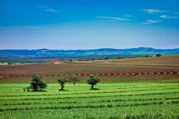 Champ Canne Sucre Avec Des Lignes Plantation Dans Journée Ensoleillée — Photo