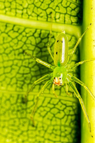 Grüne Spinnenlyssomane Auf Blatt Makrofotografie Der Natur — Stockfoto