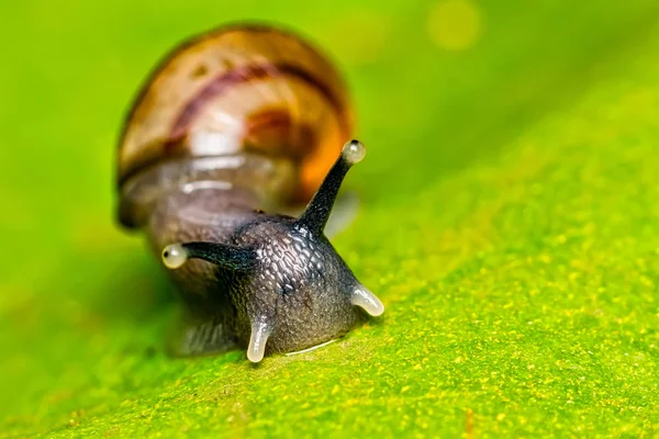 Piccola Lumaca Foglia Macro Foto Vista Frontale — Foto Stock